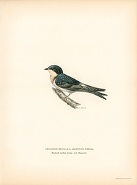 Hybrid between common house-martin and barn swallow (Chelidon rustica L.xHirundo urbica) illustrated by <a href="https://www.rawpixel.com/search/the%20von%20Wright%20brothers?">the von Wright brothers</a>. Digitally enhanced from our own 1929 folio version of Svenska F&aring;glar Efter Naturen Och Pa Sten Ritade.