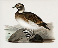 Long-tailed Duck (Harelda hyemalis) illustrated by <a href="https://www.rawpixel.com/search/the%20von%20Wright%20brothers?">the von Wright brothers</a>. Digitally enhanced from our own 1929 folio version of Svenska F&aring;glar Efter Naturen Och Pa Sten Ritade.