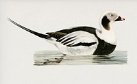 Long-tailed Duck male (Harelda hyemalis) illustrated by <a href="https://www.rawpixel.com/search/the%20von%20Wright%20brothers?">the von Wright brothers</a>. Digitally enhanced from our own 1929 folio version of Svenska F&aring;glar Efter Naturen Och Pa Sten Ritade.