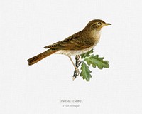 Thrush Nightingale (Luscinia luscinia) illustrated by <a href="https://www.rawpixel.com/search/the%20von%20Wright%20brothers?">the von Wright brothers. </a>Digitally enhanced from our own 1929 folio version of Svenska F&aring;glar Efter Naturen Och Pa Sten Ritade.
