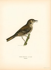 Redwing-Song thrush (Turdus usicus) illustrated by <a href="https://www.rawpixel.com/search/the%20von%20Wright%20brothers?">the von Wright brothers.</a> Digitally enhanced from our own 1929 folio version of Svenska F&aring;glar Efter Naturen Och Pa Sten Ritade.