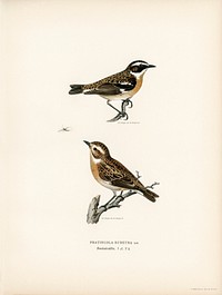 Whinchat 1♀ 2♂ (Pratincola rubetra) illustrated by<a href="https://www.rawpixel.com/search/the%20von%20Wright%20brothers?"> the von Wright brothers. </a>Digitally enhanced from our own 1929 folio version of Svenska F&aring;glar Efter Naturen Och Pa Sten Ritade.