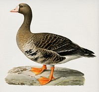 Greater White-fronted Goose (Anser albifrons) illustrated by <a href="https://www.rawpixel.com/search/the%20von%20Wright%20brothers?">the von Wright brothers</a>. Digitally enhanced from our own 1929 folio version of Svenska F&aring;glar Efter Naturen Och Pa Sten Ritade.