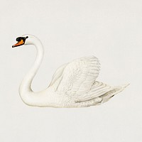 Vintage mute swan bird hand drawing