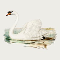 Swan bird vector vintage drawing