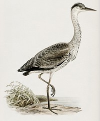 Gray heron (Ardea cinerea) illustrated by <a href="https://www.rawpixel.com/search/the%20von%20Wright%20brothers?">the von Wright brothers</a>. Digitally enhanced from our own 1929 folio version of Svenska F&aring;glar Efter Naturen Och Pa Sten Ritade.