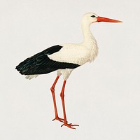 Vintage white stork bird hand drawing