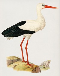 White stork ♀ (Ciconia ciconia) illustrated by <a href="https://www.rawpixel.com/search/the%20von%20Wright%20brothers?">the von Wright brothers</a>. Digitally enhanced from our own 1929 folio version of Svenska F&aring;glar Efter Naturen Och Pa Sten Ritade.