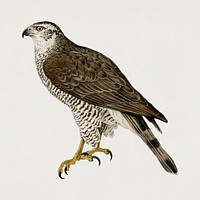 Vintage goshawk bird hand drawing