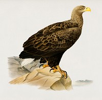 White-tailed eagle (Haliaeetus albicilla) illustrated by <a href="https://www.rawpixel.com/search/the%20von%20Wright%20brothers?">the von Wright brothers</a>. Digitally enhanced from our own 1929 folio version of Svenska F&aring;glar Efter Naturen Och Pa Sten Ritade.