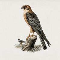 Red-footed Falcon female (Falco vespertinus) illustrated by<a href="https://www.rawpixel.com/search/the%20von%20Wright%20brothers?"> the von Wright brothers</a>. Digitally enhanced from our own 1929 folio version of Svenska F&aring;glar Efter Naturen Och Pa Sten Ritade.