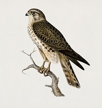 Merlin female (Falco aesalon) illustrated by <a href="https://www.rawpixel.com/search/the%20von%20Wright%20brothers?">the von Wright brothers</a>. Digitally enhanced from our own 1929 folio version of Svenska F&aring;glar Efter Naturen Och Pa Sten Ritade.