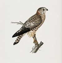 Merlin female (Falco aesalon) illustrated by <a href="https://www.rawpixel.com/search/the%20von%20Wright%20brothers?">the von Wright brothers</a>. Digitally enhanced from our own 1929 folio version of Svenska F&aring;glar Efter Naturen Och Pa Sten Ritade.