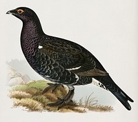 Hybrid between black grouse and western capercaillie (Lyrurus tetrix ♂ x Tetrao urogallus ♀) illustrated by the von Wright brothers. Digitally enhanced from our own 1929 folio version of Svenska Fåglar Efter Naturen Och Pa Sten Ritade.