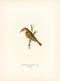 Red warbler (Acrocephalus streperus) illustrated by <a href="https://www.rawpixel.com/search/the%20von%20Wright%20brothers?">the von Wright brothers. </a>Digitally enhanced from our own 1929 folio version of Svenska F&aring;glar Efter Naturen Och Pa Sten Ritade.