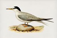 Little tern (Sterna albifrons) illustrated by<a href="https://www.rawpixel.com/search/the%20von%20Wright%20brothers?"> the von Wright brothers</a>. Digitally enhanced from our own 1929 folio version of Svenska F&aring;glar Efter Naturen Och Pa Sten Ritade.