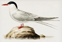 Arctic tern (Sterna paradisaea) illustrated by <a href="https://www.rawpixel.com/search/the%20von%20Wright%20brothers?">the von Wright brothers</a>. Digitally enhanced from our own 1929 folio version of Svenska F&aring;glar Efter Naturen Och Pa Sten Ritade.