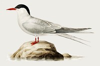 Tern bird vector vintage drawing