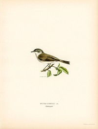 Sylvia curruca (Lesser whitethroat) illustrated by<a href="https://www.rawpixel.com/search/the%20von%20Wright%20brothers?"> the von Wright brothers.</a> Digitally enhanced from our own 1929 folio version of Svenska F&aring;glar Efter Naturen Och Pa Sten Ritade(