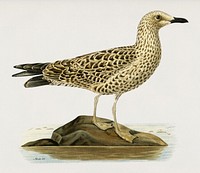 Leser black-backed gull (Larus fuscus) illustrated by <a href="https://www.rawpixel.com/search/the%20von%20Wright%20brothers?">the von Wright brothers</a>. Digitally enhanced from our own 1929 folio version of Svenska F&aring;glar Efter Naturen Och Pa Sten Ritade.