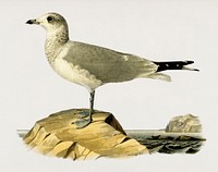 Common gull (Larus canus) illustrated by <a href="https://www.rawpixel.com/search/the%20von%20Wright%20brothers?">the von Wright brothers</a>. Digitally enhanced from our own 1929 folio version of Svenska F&aring;glar Efter Naturen Och Pa Sten Ritade.