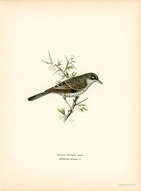 Barred warbler ♂ (Sylvia nisoria) illustrated by<a href="https://www.rawpixel.com/search/the%20von%20Wright%20brothers?"> the von Wright brothers</a>. Digitally enhanced from our own 1929 folio version of Svenska F&aring;glar Efter Naturen Och Pa Sten Ritade.