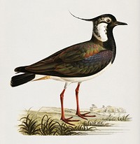 Northern labwing (Vanellus vanellus) illustrated by<a href="https://www.rawpixel.com/search/the%20von%20Wright%20brothers?"> the von Wright brothers.</a> Digitally enhanced from our own 1929 folio version of Svenska F&aring;glar Efter Naturen Och Pa Sten Ritade.