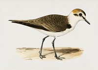 Kentish Plover ♂ (Charadrius (Leucopolius) alexandrinus) illustrated by <a href="https://www.rawpixel.com/search/the%20von%20Wright%20brothers?">the von Wright brothers</a>. Digitally enhanced from our own 1929 folio version of Svenska F&aring;glar Efter Naturen Och Pa Sten Ritade.