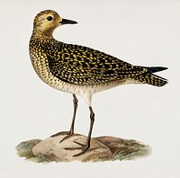European Golden-Plover (Charadrius pluvialis apricarius) illustrated by <a href="https://www.rawpixel.com/search/the%20von%20Wright%20brothers?">the von Wright brothers.</a> Digitally enhanced from our own 1929 folio version of Svenska F&aring;glar Efter Naturen Och Pa Sten Ritade.