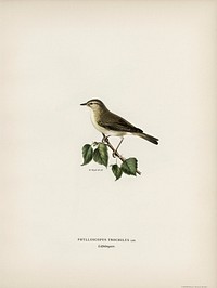 Willow Warbler (Phylloscopus trochilus) illustrated by<a href="https://www.rawpixel.com/search/the%20von%20Wright%20brothers?"> the von Wright brothers</a>. Digitally enhanced from our own 1929 folio version of Svenska F&aring;glar Efter Naturen Och Pa Sten Ritade.