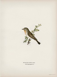 Red-breasted flycatcher ♂ (Ficedula parva) illustrated by <a href="https://www.rawpixel.com/search/the%20von%20Wright%20brothers?">the von Wright brothers.</a> Digitally enhanced from our own 1929 folio version of Svenska F&aring;glar Efter Naturen Och Pa Sten Ritade.