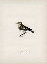 Pied Flycatcher (Muscicapa atricapilla) illustrated by <a href="https://www.rawpixel.com/search/the%20von%20Wright%20brothers?">the von Wright brothers</a>. Digitally enhanced from our own 1929 folio version of Svenska F&aring;glar Efter Naturen Och Pa Sten Ritade.