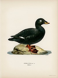 Velvet Scoter male (Oidemia fusca) illustrated by <a href="https://www.rawpixel.com/search/the%20von%20Wright%20brothers?">the von Wright brothers</a>. Digitally enhanced from our own 1929 folio version of Svenska F&aring;glar Efter Naturen Och Pa Sten Ritade.