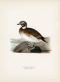 Long-tailed Duck (Harelda hyemalis) illustrated by the von Wright brothers. Digitally enhanced from our own 1929 folio version of Svenska Fåglar Efter Naturen Och Pa Sten Ritade.