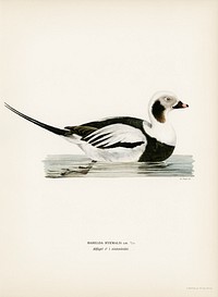 Long-tailed Duck male (Harelda hyemalis) illustrated by the von Wright brothers. Digitally enhanced from our own 1929 folio version of Svenska Fåglar Efter Naturen Och Pa Sten Ritade.