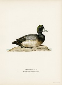 Greater Scaup, Scaup female (Nyroca marila) illustrated by<a href="https://www.rawpixel.com/search/the%20von%20Wright%20brothers?"> the von Wright brothers</a>. Digitally enhanced from our own 1929 folio version of Svenska F&aring;glar Efter Naturen Och Pa Sten Ritade.