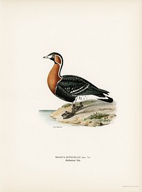 Red-breasted Goose (Branta ruficollis) illustrated by <a href="https://www.rawpixel.com/search/the%20von%20Wright%20brothers?">the von Wright brothers</a>. Digitally enhanced from our own 1929 folio version of Svenska F&aring;glar Efter Naturen Och Pa Sten Ritade.