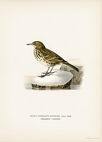 Water pipit (Anthus spinoletta rupestris) illustrated by <a href="https://www.rawpixel.com/search/the%20von%20Wright%20brothers?">the von Wright brothers</a>. Digitally enhanced from our own 1929 folio version of Svenska F&aring;glar Efter Naturen Och Pa Sten Ritade.