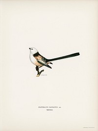 Aegithalus caudatus (Long-tailed tit) illustrated by <a href="https://www.rawpixel.com/search/the%20von%20Wright%20brothers?">the von Wright brothers</a>. Digitally enhanced from our own 1929 folio version of Svenska F&aring;glar Efter Naturen Och Pa Sten Ritade.