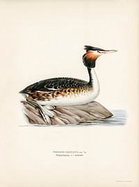 Podiceps cristatus illustrated by <a href="https://www.rawpixel.com/search/the%20von%20Wright%20brothers?">the von Wright brothers.</a> Digitally enhanced from our own 1929 folio version of Svenska F&aring;glar Efter Naturen Och Pa Sten Ritade.
