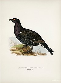 Hybrid between black grouse and western capercaillie (Lyrurus tetrix ♂ x Tetrao urogallus ♀) illustrated by <a href="https://www.rawpixel.com/search/the%20von%20Wright%20brothers?">the von Wright brothers</a>. Digitally enhanced from our own 1929 folio version of Svenska F&aring;glar Efter Naturen Och Pa Sten Ritade.