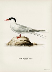 Arctic tern (Sterna paradisaea) illustrated by <a href="https://www.rawpixel.com/search/the%20von%20Wright%20brothers?">the von Wright brothers</a>. Digitally enhanced from our own 1929 folio version of Svenska F&aring;glar Efter Naturen Och Pa Sten Ritade.
