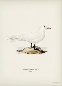 Ivory gull (Pagophila eburnea) illustrated by the von Wright brothers. Digitally enhanced from our own 1929 folio version of Svenska Fåglar Efter Naturen Och Pa Sten Ritade.