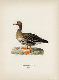 Greater White-fronted Goose (Anser albifrons) illustrated by <a href="https://www.rawpixel.com/search/the%20von%20Wright%20brothers?">the von Wright brothers</a>. Digitally enhanced from our own 1929 folio version of Svenska F&aring;glar Efter Naturen Och Pa Sten Ritade.
