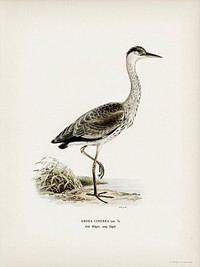Gray heron (Ardea cinerea) illustrated by <a href="https://www.rawpixel.com/search/the%20von%20Wright%20brothers?">the von Wright brothers</a>. Digitally enhanced from our own 1929 folio version of Svenska F&aring;glar Efter Naturen Och Pa Sten Ritade.