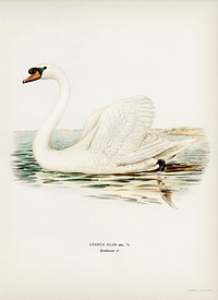 Mute Swan male (Cygnus olor) illustrated by<a href="https://www.rawpixel.com/search/the%20von%20Wright%20brothers?"> the von Wright brothers.</a> Digitally enhanced from our own 1929 folio version of Svenska F&aring;glar Efter Naturen Och Pa Sten Ritade.
