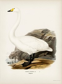 Whooper Swan (Cygnus cygnus) illustrated by <a href="https://www.rawpixel.com/search/the%20von%20Wright%20brothers?">the von Wright brothers</a>. Digitally enhanced from our own 1929 folio version of Svenska F&aring;glar Efter Naturen Och Pa Sten Ritade.