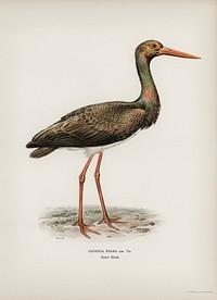 Black Stork (Ciconia nigra) illustrated by <a href="https://www.rawpixel.com/search/the%20von%20Wright%20brothers?">the von Wright brothers</a>. Digitally enhanced from our own 1929 folio version of Svenska F&aring;glar Efter Naturen Och Pa Sten Ritade.