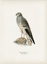 Montagu&#39;s Harrier male (Circus pygargus) illustrated by <a href="https://www.rawpixel.com/search/the%20von%20Wright%20brothers?">the von Wright brothers</a>. Digitally enhanced from our own 1929 folio version of Svenska F&aring;glar Efter Naturen Och Pa Sten Ritade.