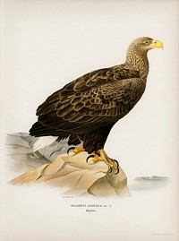 White-tailed eagle (Haliaeetus albicilla) illustrated by <a href="https://www.rawpixel.com/search/the%20von%20Wright%20brothers?">the von Wright brothers</a>. Digitally enhanced from our own 1929 folio version of Svenska F&aring;glar Efter Naturen Och Pa Sten Ritade.